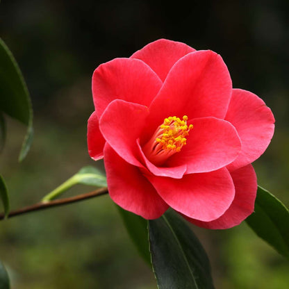 Camellia japonica 'Dr. King' - Set van 2 - Japanse Roos