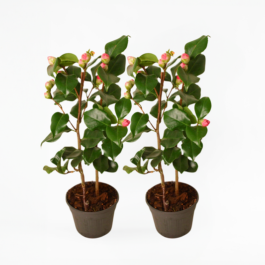 Camellia japonica 'Dr. King' - Set van 2 - Japanse Roos