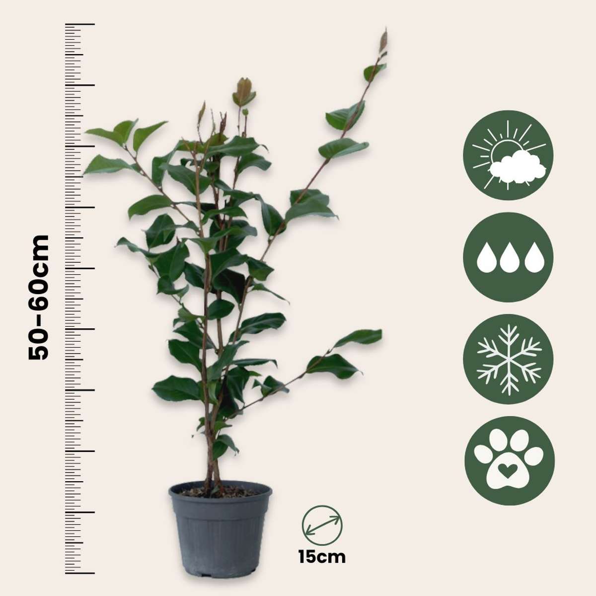 Camellia japonica 'Dr. King' - Set van 2 - Japanse Roos