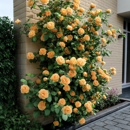 Camellia japonica 'Brushfield's Yellow' - Set van 2