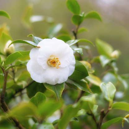 Camellia Japonica - Set van 3 - Wit - Japanse roos