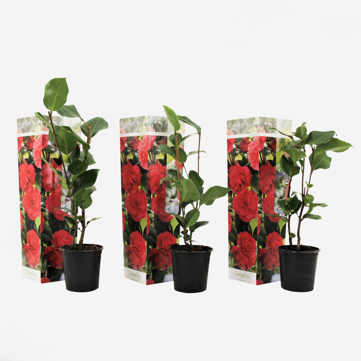 Camellia Japonica - Set van 3 - Rood - Japanse roos