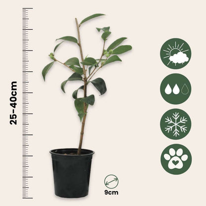 Camellia Japonica - Set van 3 - Rood - Japanse roos