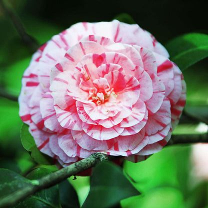 Camellia japonica 'Bonomiana' - Set van 2 - Japanse roos