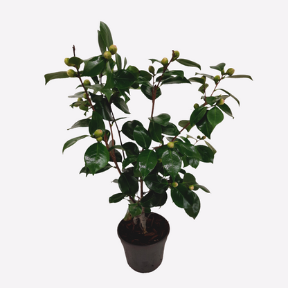 Camellia japonica 'Bonomiana' - Japanse roos