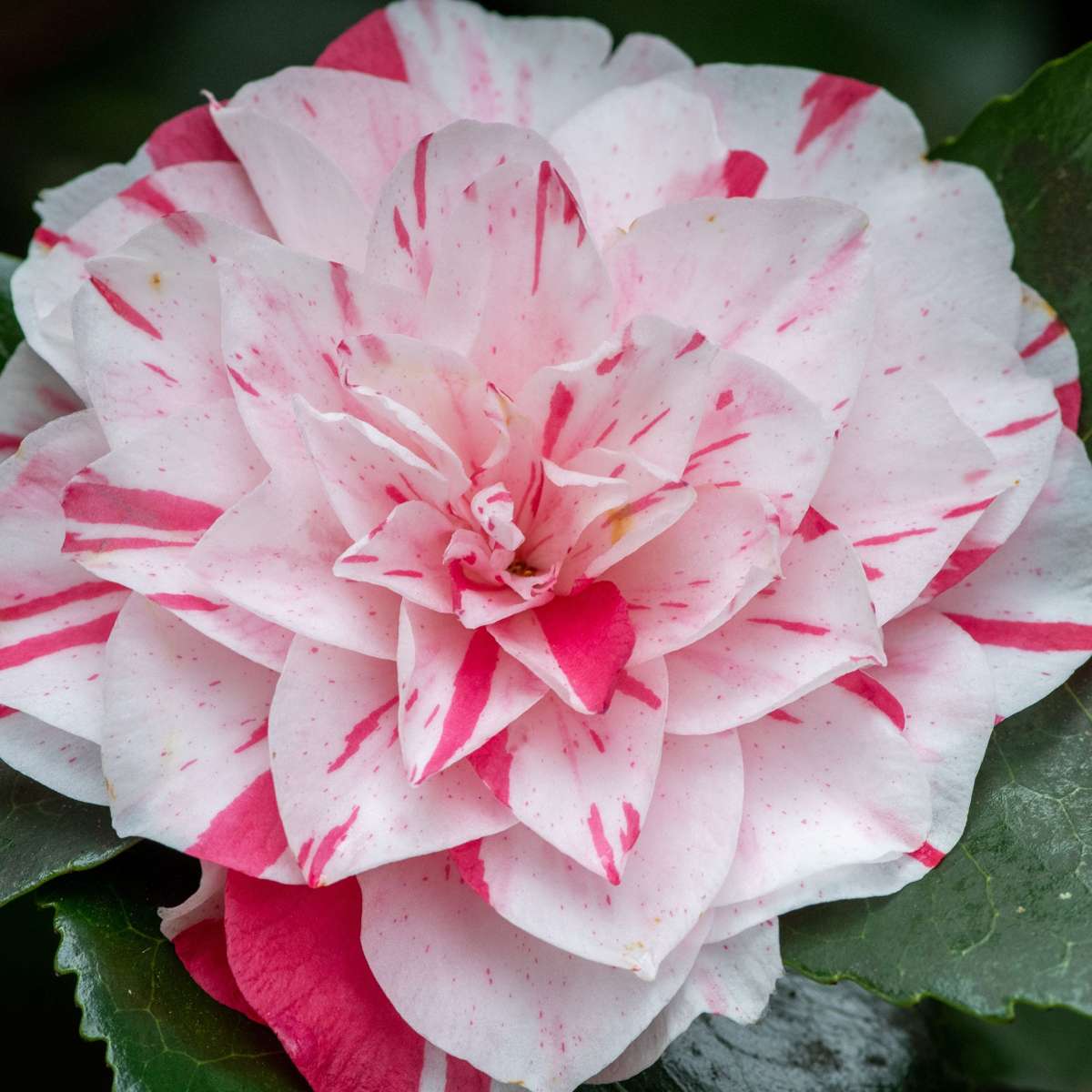 Camellia japonica 'Bonomiana' - Set van 2 - Japanse roos