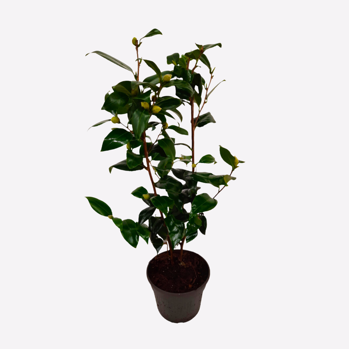 Camellia japonica 'Brushfield's Yellow' - Japanse roos