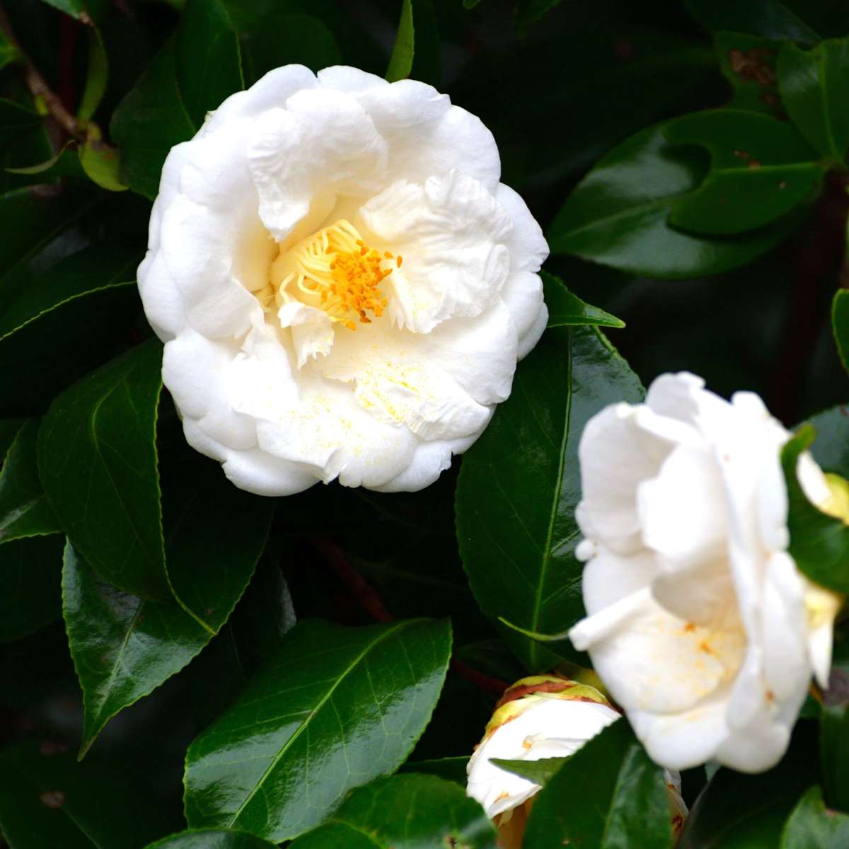 Camellia japonica 'Brushfield's Yellow' - Set van 2