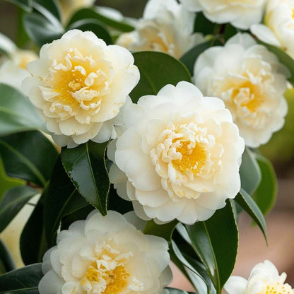 Camellia japonica 'Brushfield's Yellow' - Set van 2