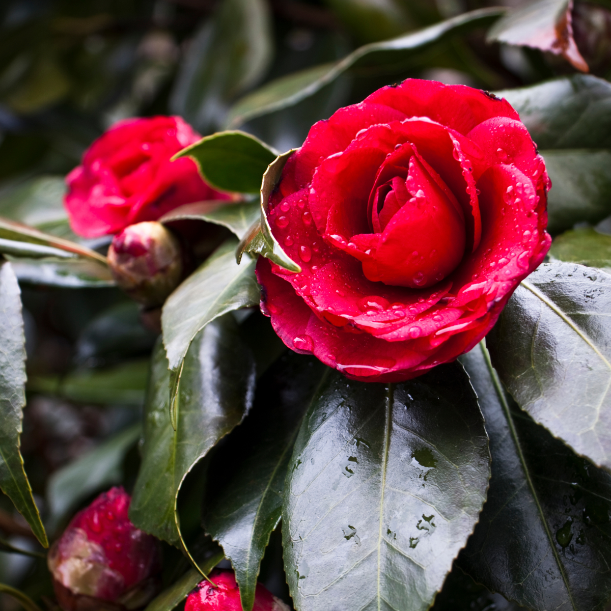 Camellia japonica 'Lady Campbell' - Set van 2 - Roos