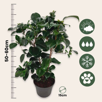 Camellia japonica 'Lady Campbell' - Set van 2 - Roos