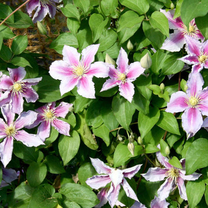 Clematis - Mix van 3