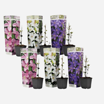 Clematis - Mix van 6