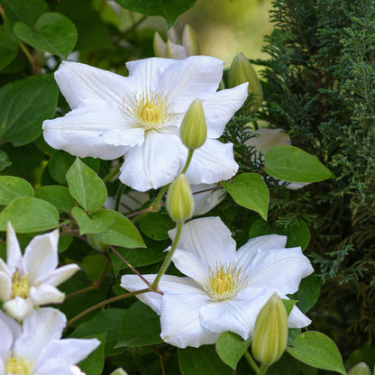 Clematis - Set van 3 - Wit