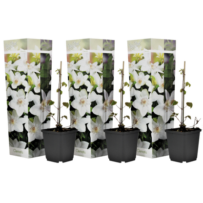 Clematis - Set van 3 - Wit