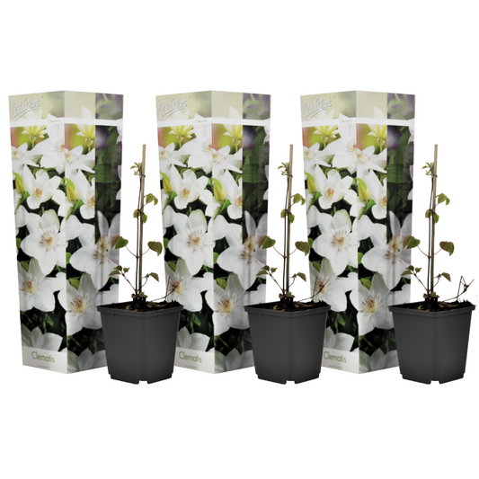 Clematis - Set van 3 - Wit