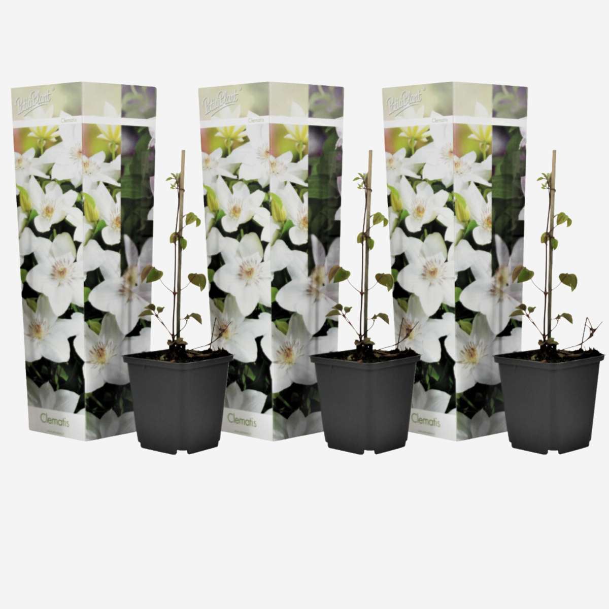 Clematis - Set van 3 - Wit