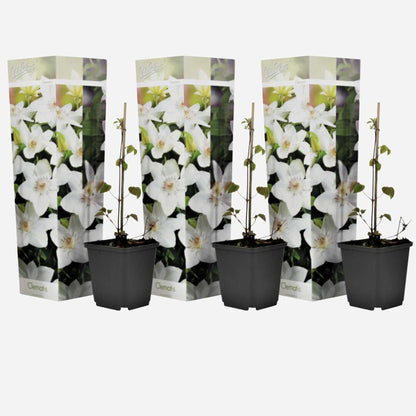 Clematis - Set van 3 - Wit