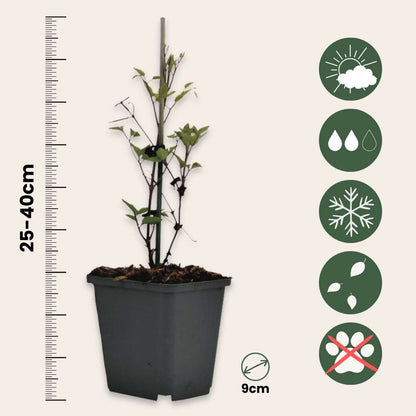 Clematis - Set van 3 - Wit