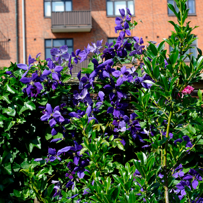 Clematis - Set van 3 - Paars