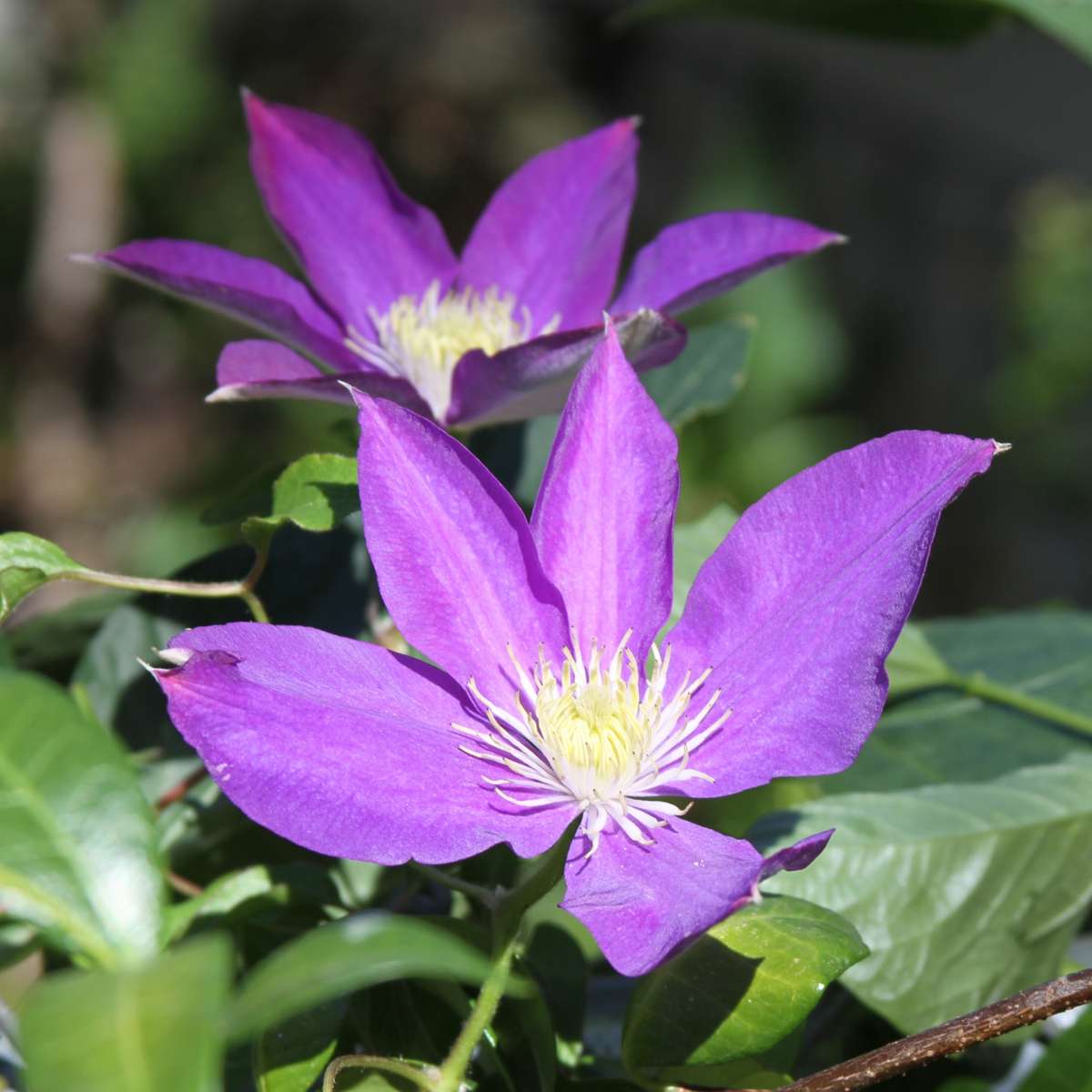 Clematis - Set van 3 - Paars
