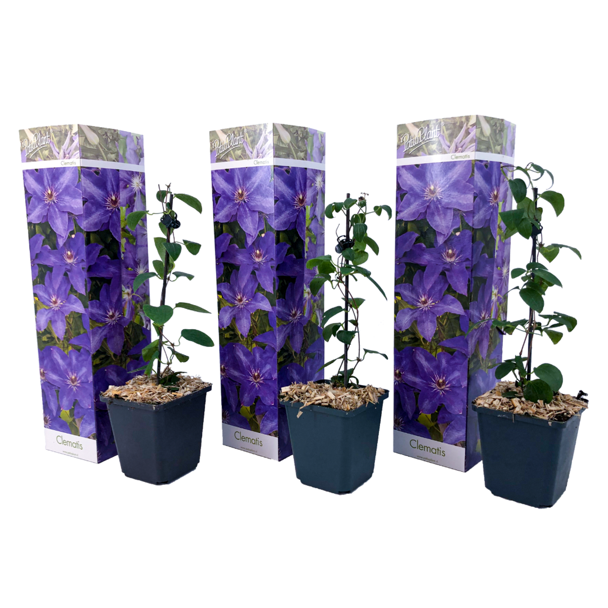 Clematis - Set van 3 - Paars