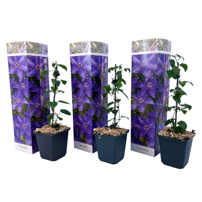 Clematis - Set van 3 - Paars