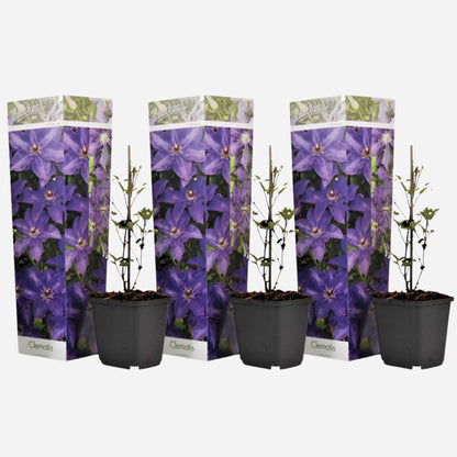 Clematis - Set van 3 - Paars