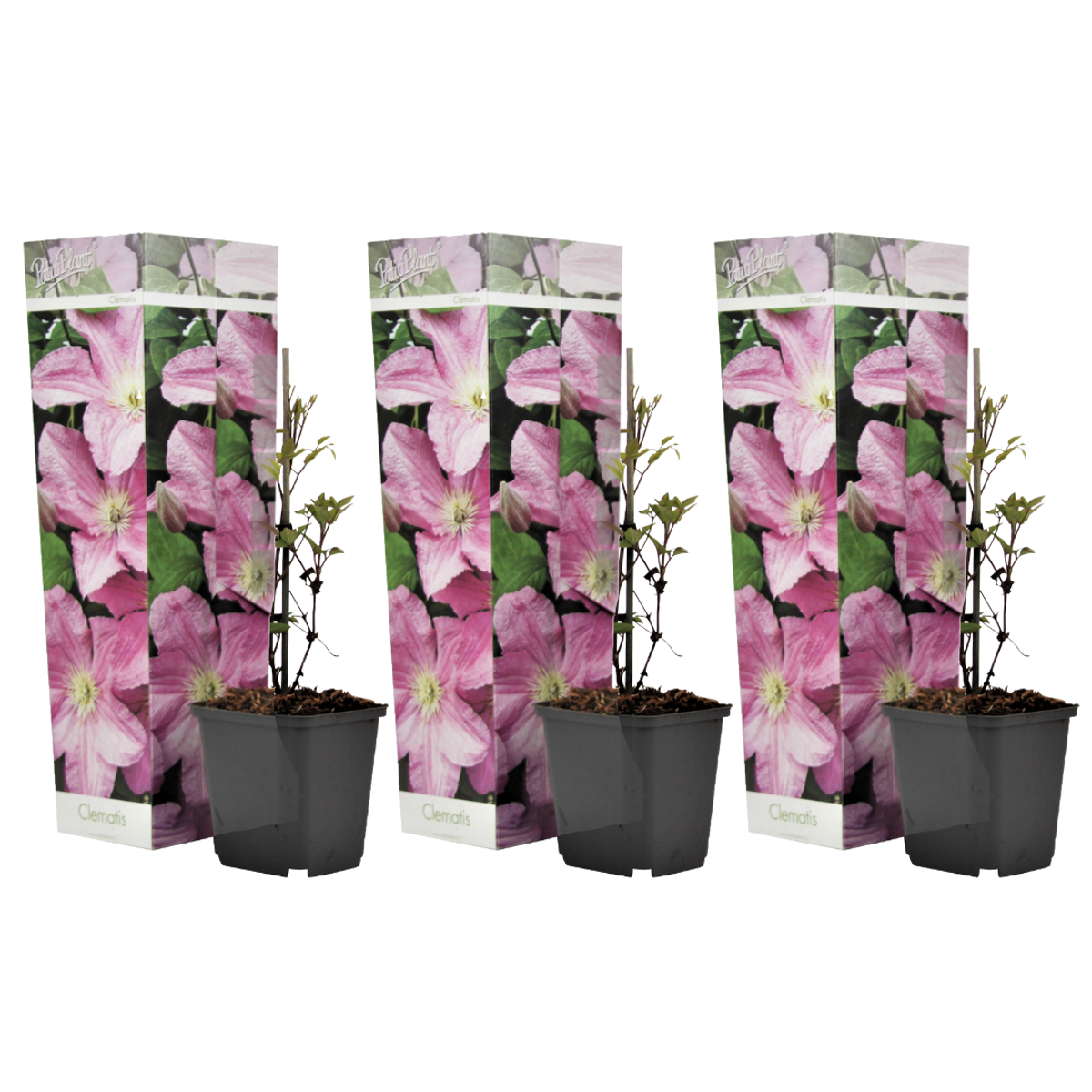 Clematis - Set van 3 - Roze