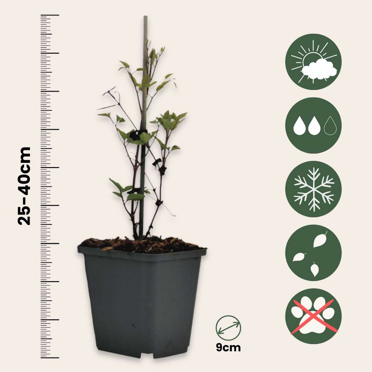 Clematis - Set van 3 - Roze