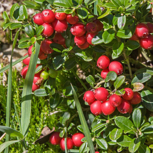 Vaccinium macrocarpon - Set van 3 - Veenbes cranberry