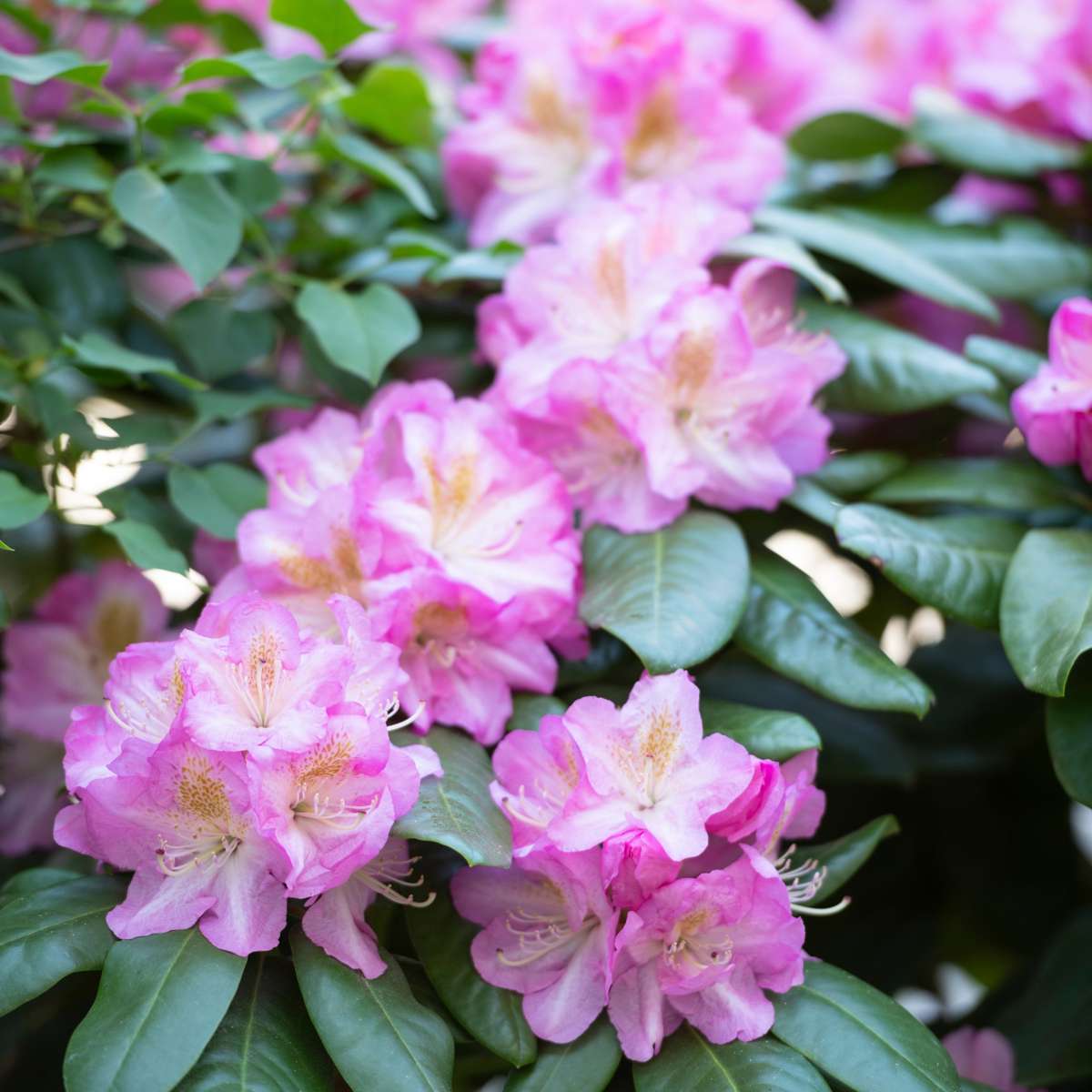 Rhododendron - Set van 3 - Roze