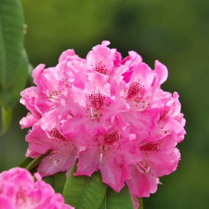Rhododendron - Set van 3 - Roze
