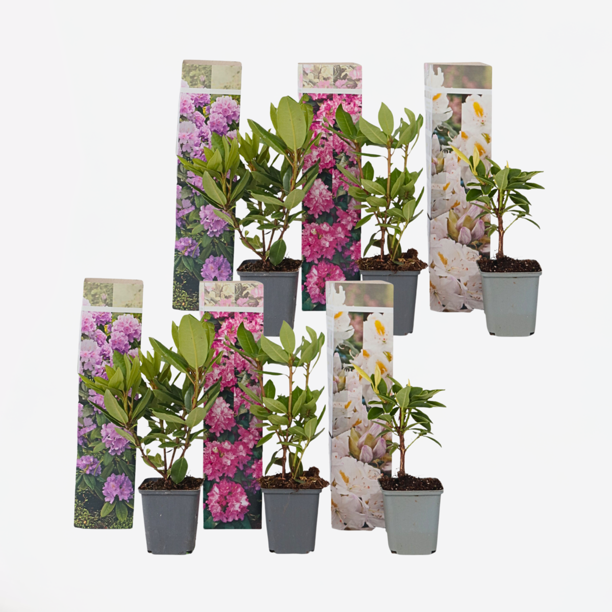 Rhododendron - Mix van 6 - Paars, wit, roze
