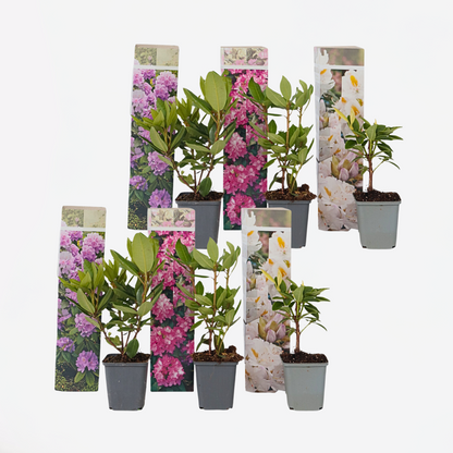 Rhododendron - Mix van 6 - Paars, wit, roze