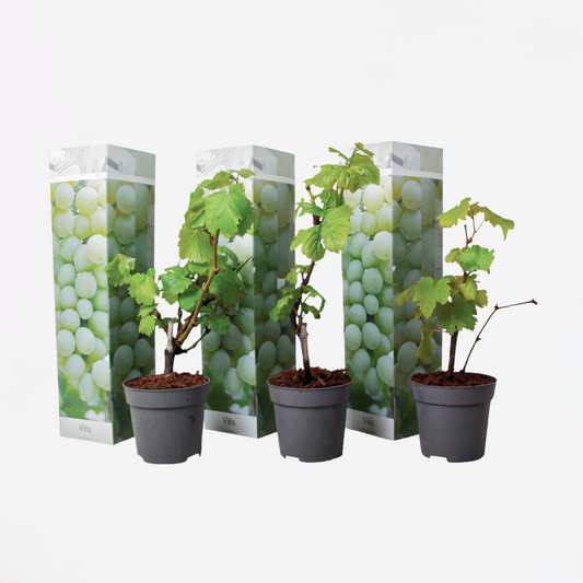 Druivenplanten - Set van 3 - Vitis Vinifera - Wit