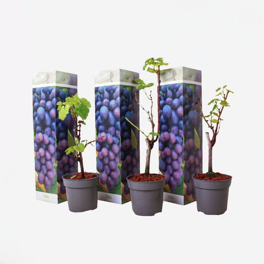 Druivenplanten - Set van 3 - Vitis Vinifera - Blauw