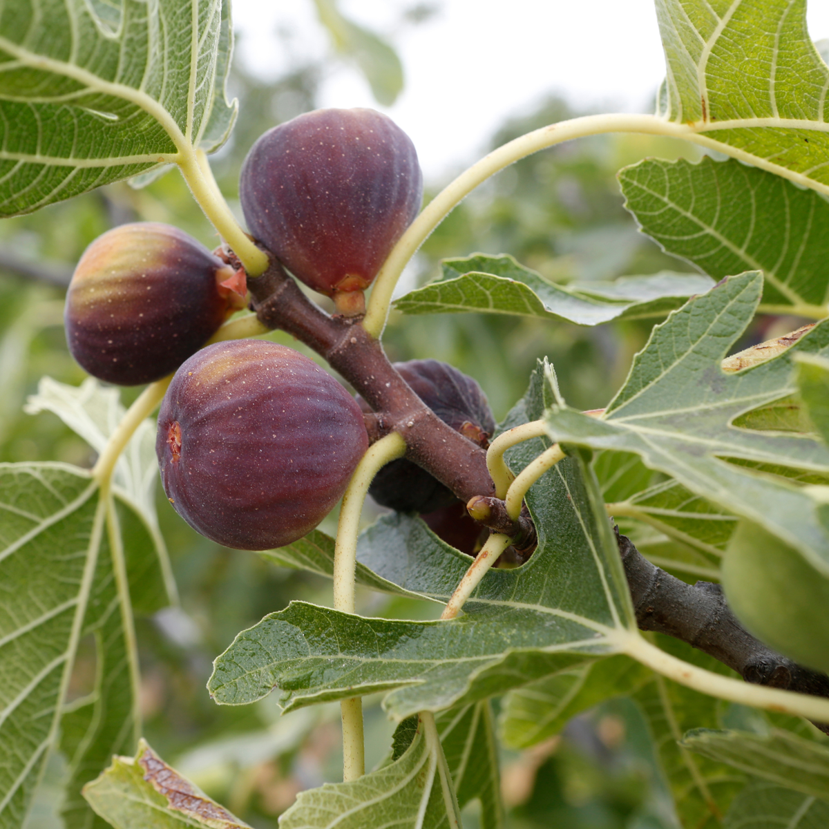 Ficus Carica - Set van 2 - Vijgenboom