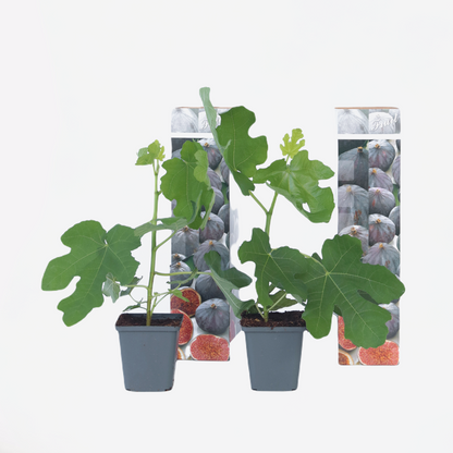 Ficus Carica - Set van 2 - Vijgenboom