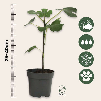 Ficus Carica - Set van 2 - Vijgenboom