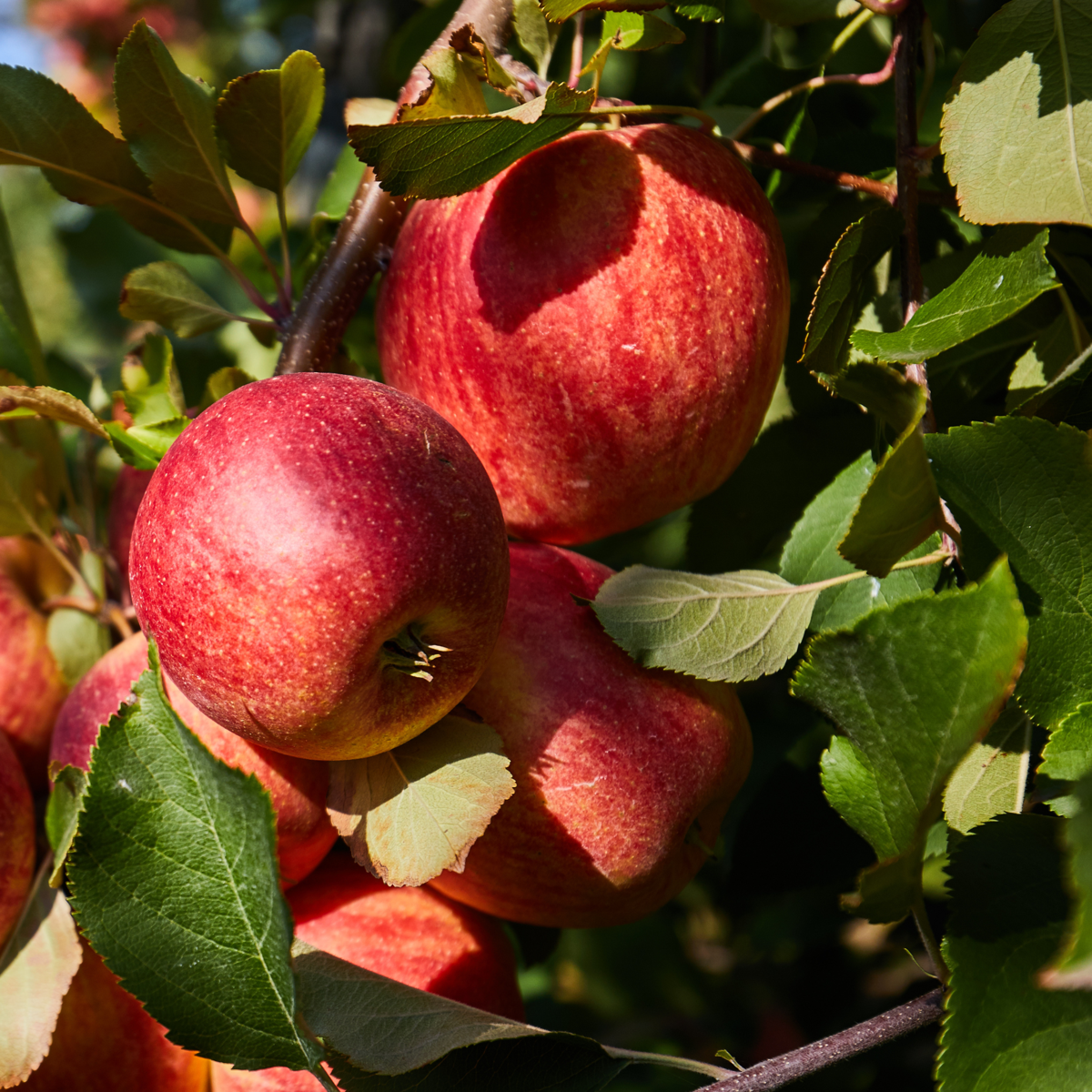 Fruitbomen - Mix van 4 - Prunus - Pyrus - Malus