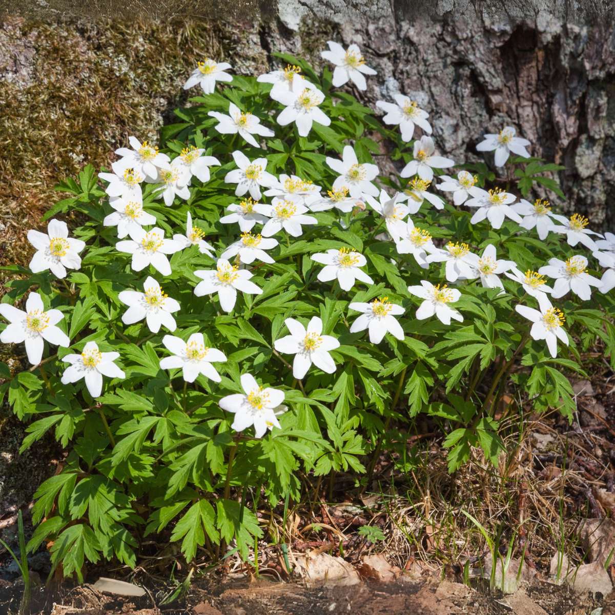 Helleborus 'Mont Blanc' - Set van 3