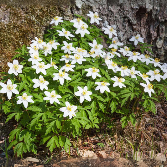 Helleborus 'Mont Blanc' - Set van 6