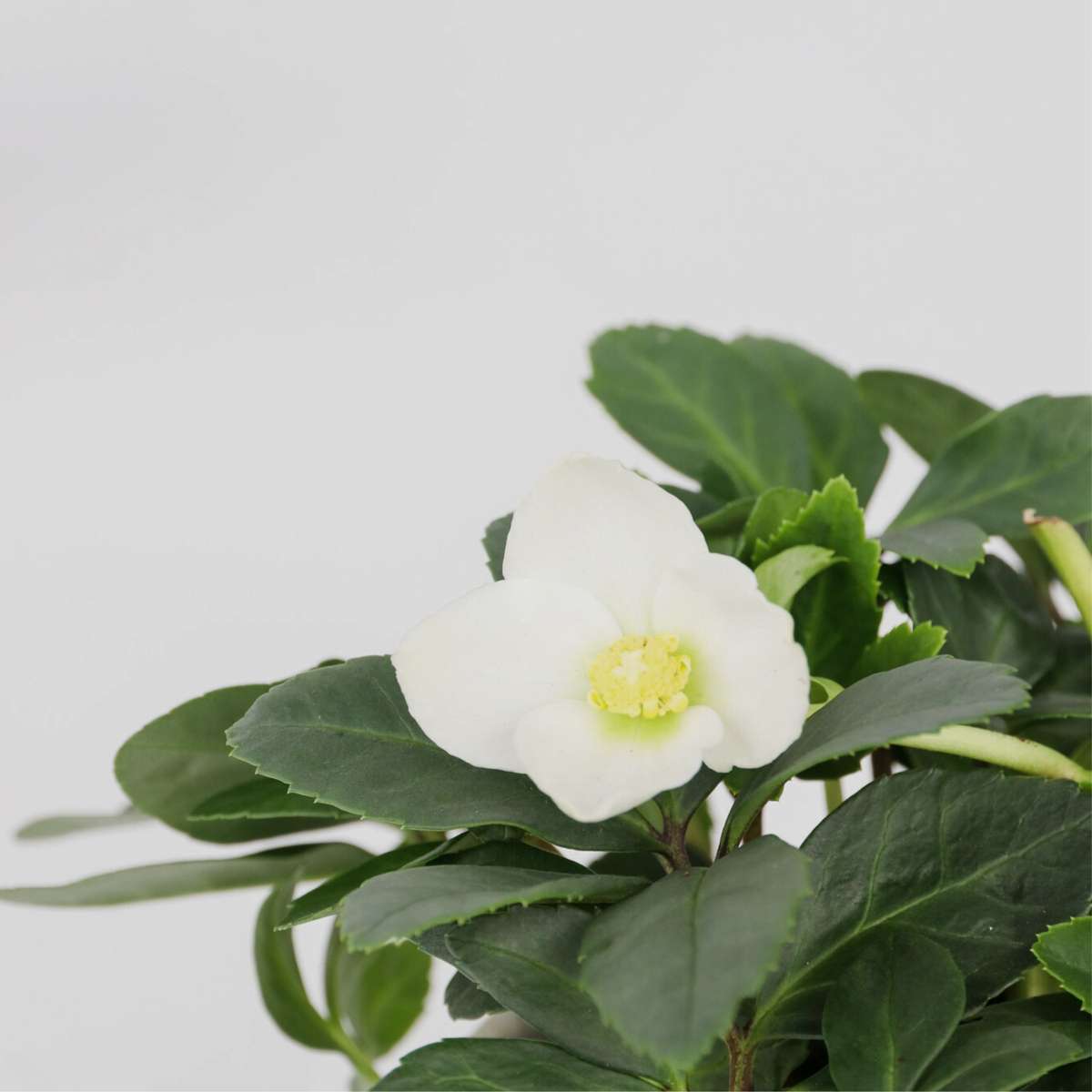 Helleborus 'Mont Blanc' - Set van 3