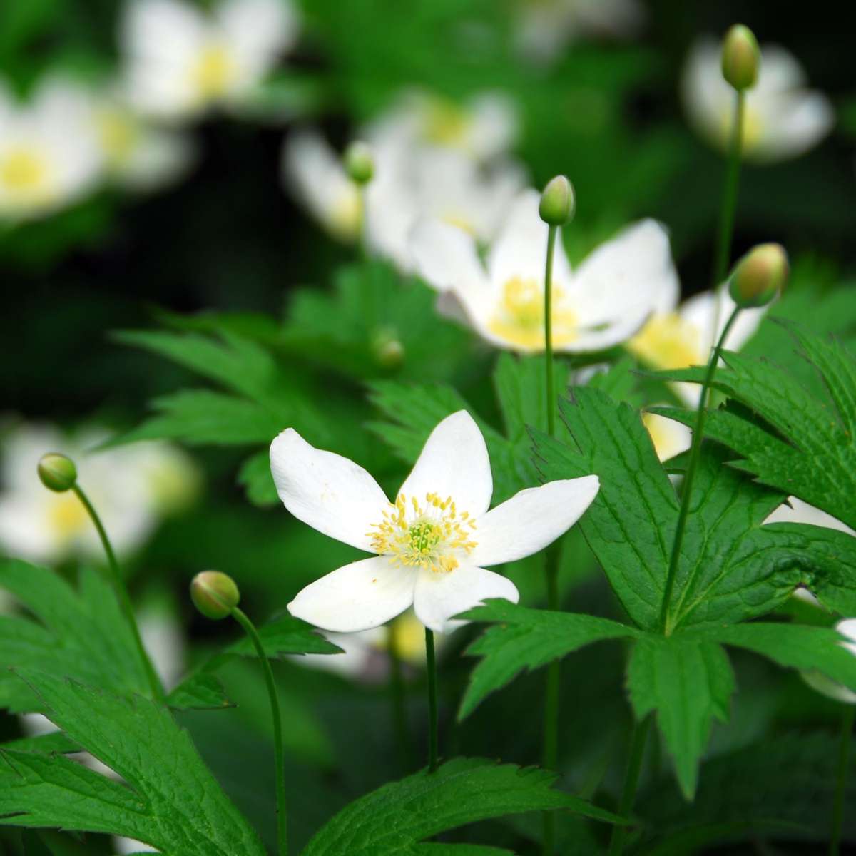 Helleborus 'Mont Blanc' - Set van 3