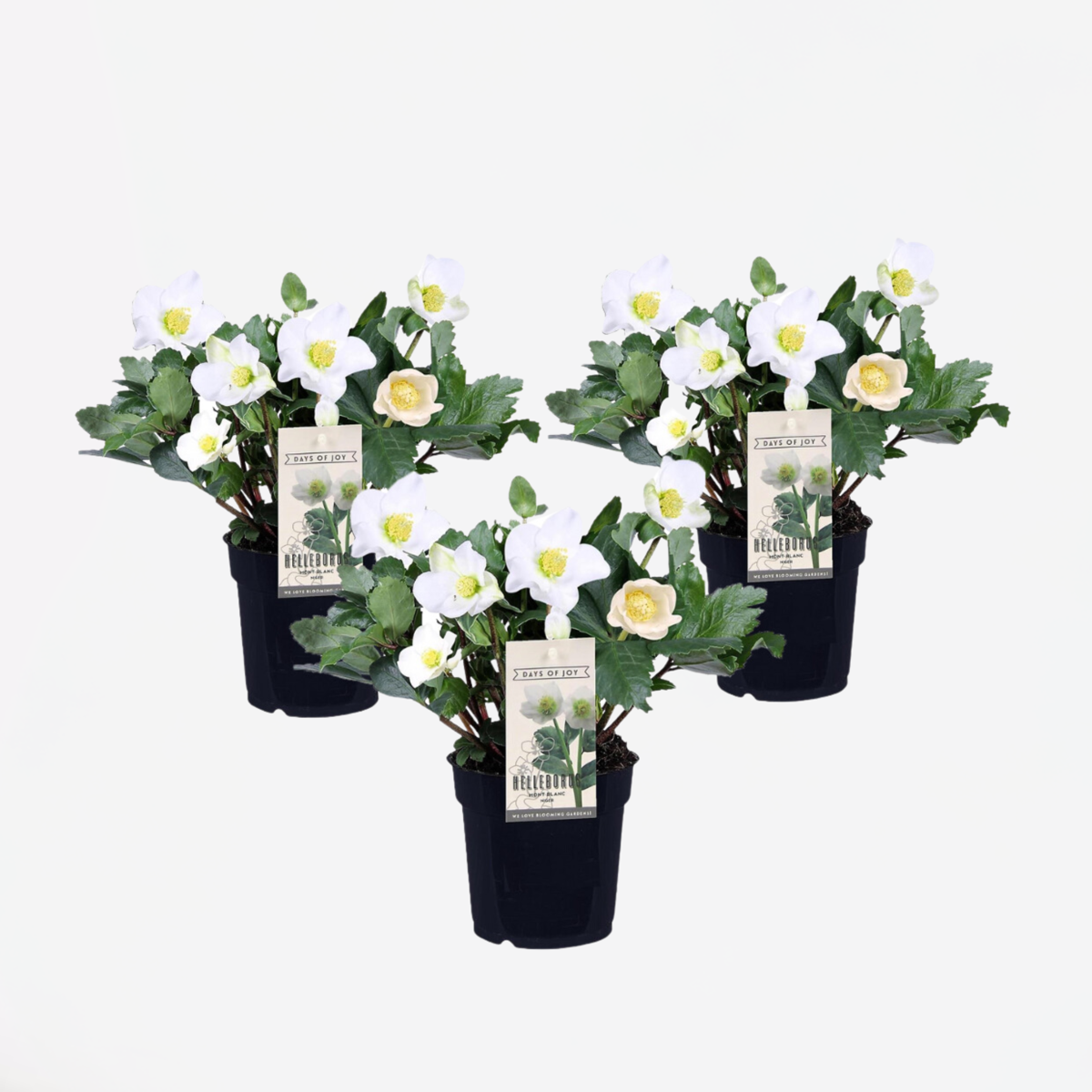 Helleborus 'Mont Blanc' - Set van 3