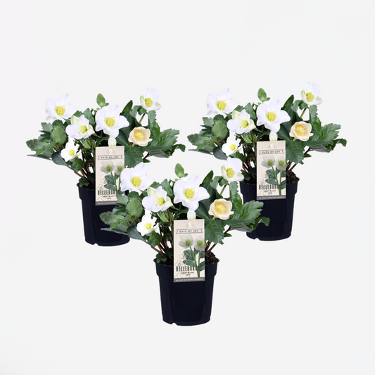 Helleborus 'Mont Blanc' - Set van 3