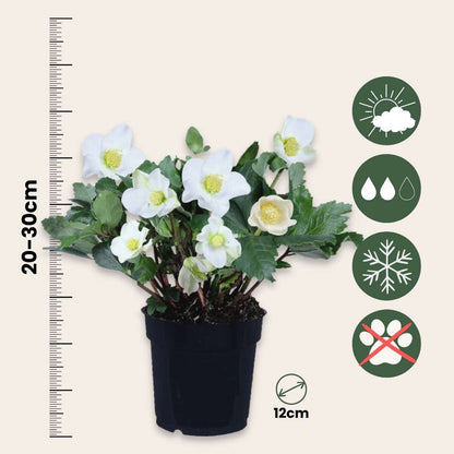 Helleborus 'Mont Blanc' - Set van 3