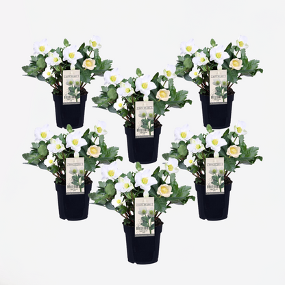 Helleborus 'Mont Blanc' - Set van 6