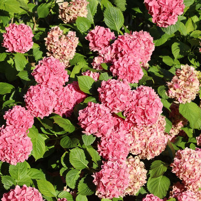 Hydrangea - Mix van 6 - Hortensia